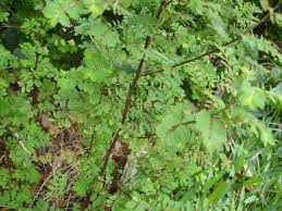 Image result for Phyllanthus mendesii
