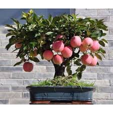 Do bonsai trees produce fruit. Buy Seeds Bonsai Mini Apple Bonsai Tree Home Grow Exotic Plant Online Get 79 Off