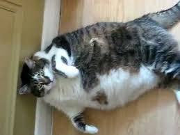 gros chat