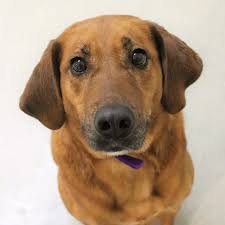 epingle sur les races de chiens