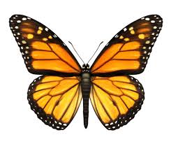 Find over 100+ of the best free butterfly hand images. Butterfly Definition Und Bedeutung Collins Worterbuch