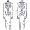 Related posts of bone anatomy chart bone anatomy sketches. Https Encrypted Tbn0 Gstatic Com Images Q Tbn And9gcr2goxda2gbx5cghkardv2biw21jow5wcjaqq 4naqw F5ad3pf Usqp Cau