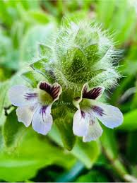 Image result for Nelsonia canescens