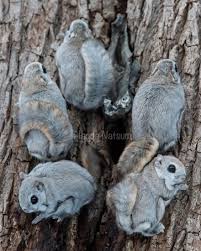 Located in the japanese islands honshu and kyushu, these tiny creatures are extremely fluffy and adorable. 22 Photos Of Japanese Dwarf Flying Squirrels That Are Beyond Adorable Bored Panda