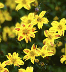 Image result for Bidens ruyigiensis