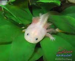 عفـــريت الـــمـــاء دنيا الوطن