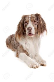Maybe you would like to learn more about one of these? Mixed Breed Dog Australian Shepherd English Springer Spaniel Stock Photo Picture And Royalty Free Image Image 10222651