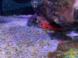 Buy hand powerballs and get the best deals at the lowest prices on ebay! Dc S Im Nuvo 20 Ride Along Nano Reef Journals Nano Reef Community