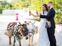 How much does it cost to get a donkey. Couples Hiring Donkeys Called Beer Burros To Serve Drinks At Weddings