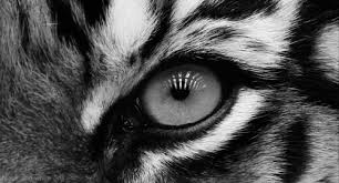 Pin By Madra U On Animals Black And White Gif Eye Drawing Realistic Drawings
