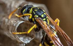 This wasn't a big problem so far. Paper Wasps A Guide For Identification Control In California