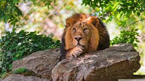 Pin By Bob Plops On Vida Animal Lion Asiatic Lion Big Cats