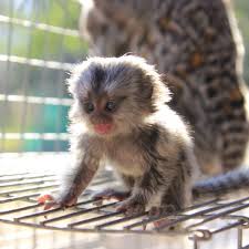 Apart from your monkey, there are extra or additional expenses which are essential to keep your animal comfortable and healthy. Finger Monkey Breeder Finger Monkey For Sale Pigmy Marmoset Monkey For Sale Finger Monkeys For Sale