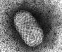 Monkeypox is commonly found in central and west africa. About Orthopoxviruses Orthopoxviruses
