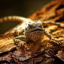 سحلية جبال الهاروج الأسود ليبيا Lizard Al Haroug Al Aswad Mountains Libya Instagram Posts Instagram Lizard