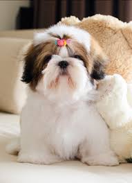 Check out our shih tzu puppy selection for the very best in unique or custom, handmade pieces from our shops. Shih Tzu Names Adorable To Awesome Ideas For Naming Your Puppy