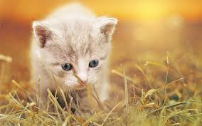 To make the task of choosing a unique name for your female cat easier, we've compiled a shortlist of 100 names that you can browse for inspiration. Girl Cat Names 400 Fabulous Names For Female Felines