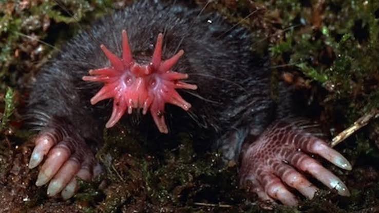 How the Star-Nosed Mole 'Sees' With Its Ultra-Sensitive Snout
