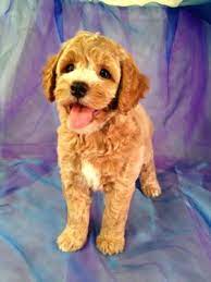 Maybe you would like to learn more about one of these? Cockapoo Puppies For Sale Cockapoo Breeder In Iowa