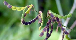 Image result for Desmodium incanum