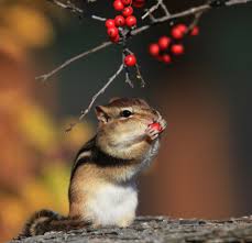 Even so, chipmunks are likely to get the chase hard by running on terrains where crows can't move fast. Not Alvin And The Chipmunks 10 Facts You May Not Know About The Real Rodents The National Wildlife Federation Blog The National Wildlife Federation Blog