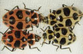 By the department of agriculture in the 1960s to naturally control pest populations that were damaging crops. Why Are Some Ladybugs Half Yellow And Half Brown Ask An Entomologist