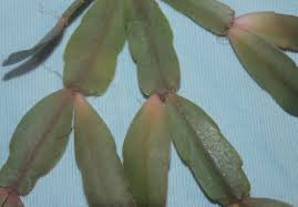 Disease In Christmas Cactus Ask An Expert