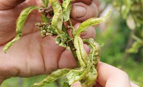 Tipps Gegen Die Krauselkrankheit Pflanzen Schadlinge Im Garten Gartenarbeit