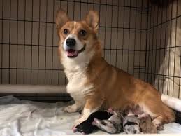 Although there is an ongoing debate of where exactly the australian shepherd breed began, one. Puppyfinder Com Aussie Corgi Puppies Puppies For Sale And Aussie Corgi Dogs For Adoption Around The World Page 1 Displays 10