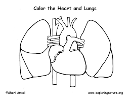 Simply do online coloring for human anatomy lungs coloring pages directly from your gadget, support for ipad, android tab or using our web feature. Lungs Coloring Pages Coloring Home