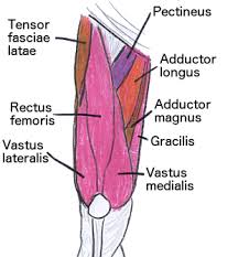 Sudden sharp pain is felt at the very top of the muscle where it attaches to the pelvis with localized swelling at the point of injury. Leg Muscles And Great Legs Exercises Healthy Living