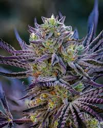 Image result for Sacciolepis rigens