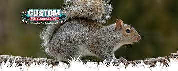 Controlling the damage done by a family of squirrels. Orlando Pest Control Custom Pest Solutions Squirrels