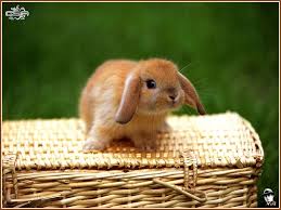 Cute baby bunnies funny bunnies cute baby animals animals and pets tiny bunny hamsters cute bunny pictures rabbit pictures dwarf bunnies. Baby Bunny Wallpapers Top Free Baby Bunny Backgrounds Wallpaperaccess