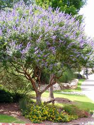 Humidity from monsoon season brings a purple explosion for the arizona desert. Texas Top 5 Summer Flowering Trees Fannin Tree Farm