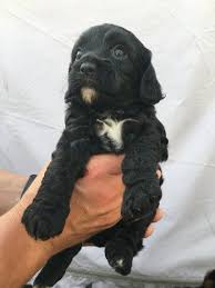 He is social, friendly and ready to be your new best friend. Cavapoo Puppies For Sale Houston Tx 233964 Petzlover