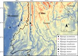 Image result for Flabellariopsis acuminata