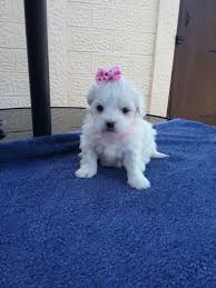 Maltese Puppies For Sale Near Me Craigslist Cheap Buy Online