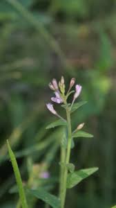 Image result for Cleome monophylla