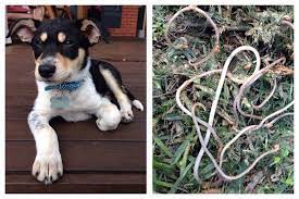 Gruesome Facts On Intestinal Worms In Dogs Cats Walkerville Vet