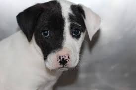 humane society of netx hopefuls longview tx yesterday p9 id a24673679 breed terrier x gender f age 8 weeks poten save a dog humane society terrier