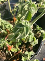 Image result for Dicliptera sericea