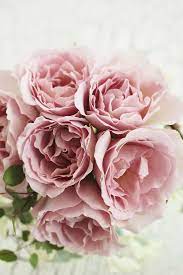 Pin By Sophie Sweet On Roses Beautiful Roses Flowers Pretty Flowers