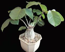 Image result for Malvaceae subfamily Bombacoideae