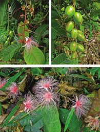 Image result for Barringtonia