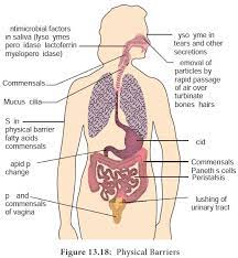 Mechanisms Of Innate Immunity