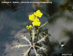 Kuvahaun tulos haulle bladderwort plant