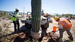 Meet sammy saguaro, a saguaro cactus that lives in the desert near yuma, arizona! Viral Video Shows Bulldozed Saguaro At Arizona Border Feds Push Back