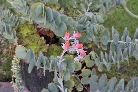 Kalanchoe Marnieriana Marnier S Kalanchoe Succulent Plant Pink Flowers Drought Tolerant Plant Succulent Succulents Plants Cacti And Succulents