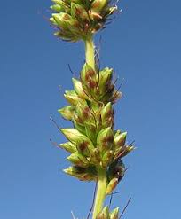 Image result for Setaria incrassata